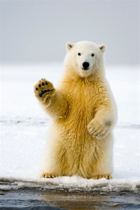 Un Bear Ably Cute Polar Bear Cubs New York Post
