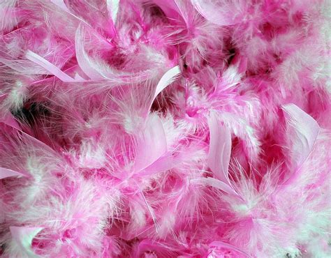 Hd Wallpaper Pink And White Feathers Pink Feathers Pink Plumage