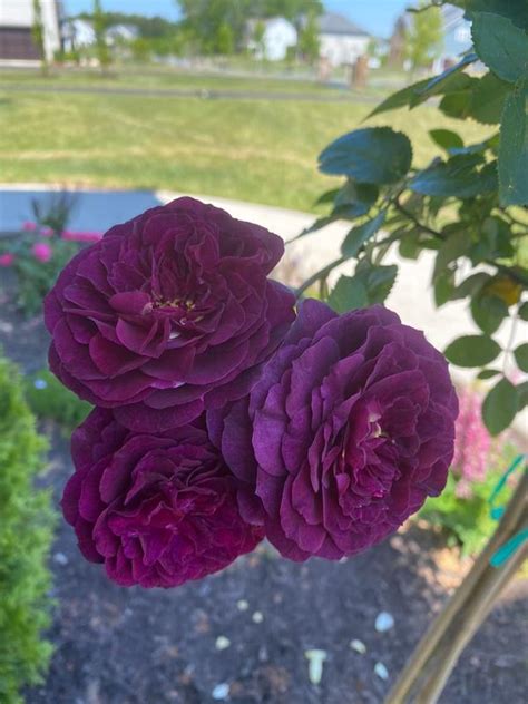 Julia Child And Ebb Tide™ Two Fer® Rose Trees For Sale