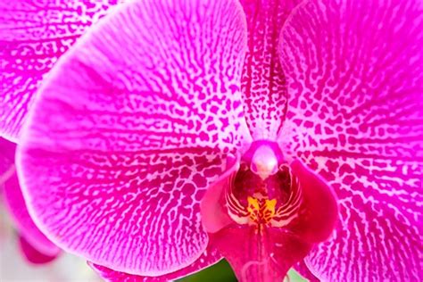 Full Frame Close Up Of A Variegated Magenta Orchid Stockfreedom