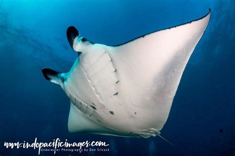 Manta Ray Underwater Photography In Nusa Lembongan