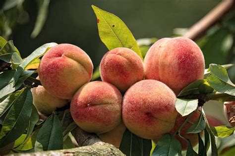 Grafting The Peach Tree Plant Propagation Hort 202