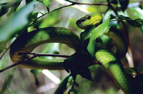 Strange Loops Snapshots Of Snakes Snake Viper Snake White Lips