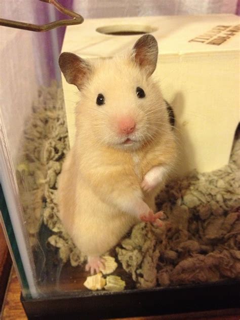 Our Hamsterhe Looks Like A Cartoon Character So Cute Cute Small