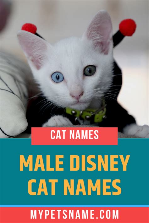 He has to join a group of tough, outcast dogs in order to survive on the rough streets. Disney Cat Names And Pictures can cats eat rice pudding ...