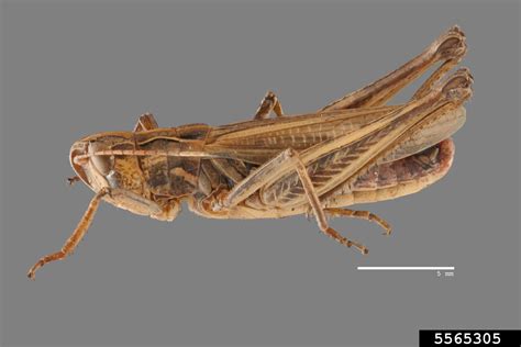 Club Horned Grasshopper Aeropedellus Clavatus Orthoptera Acrididae 5565305