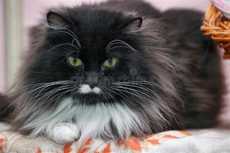 Fluffy Black And White Cat Stock Image Image Of
