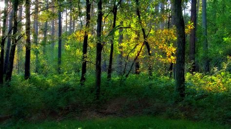 Plant Forest Colors Treehd Wallpapers Nature Green