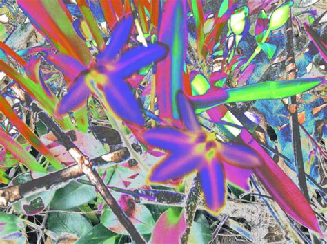 Weird Tye Dye Flowers By Jacobsgrl71 On Deviantart