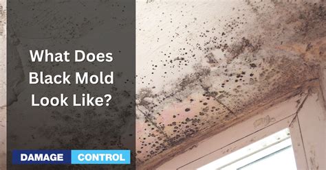 What Does Black Mold Look Like A Complete Guide To Identifying