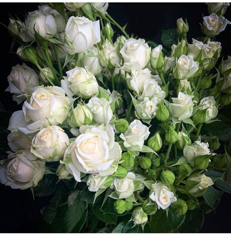 White Spray Roses White Rose White Flowers Rose Flower Bulk