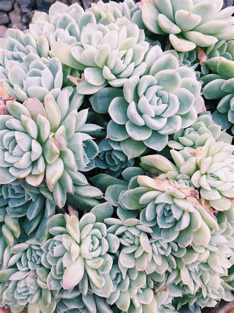 Potted Succulent Plants By Stocksy Contributor Chelsea Victoria