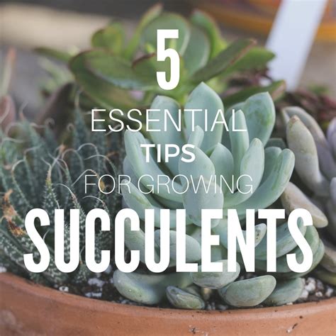 Star Nursery Blog 5 Essential Tips For Growing Succulents