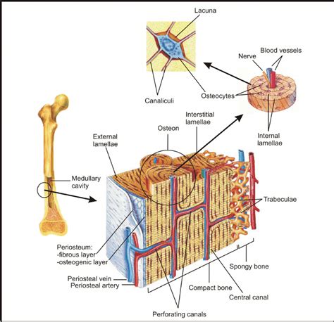 Vascular Supply Of Cortical Bone Periostocortical Anastomosis Connects