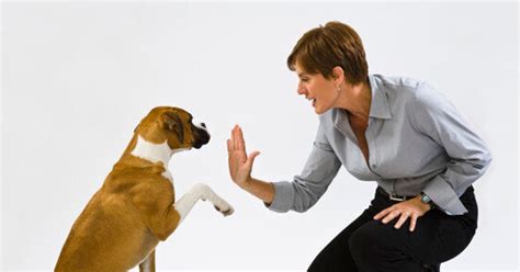 Simple Dog Tricks Youll Want To Teach Your Dog Huffpost Life