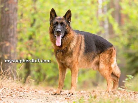 German Shepherd Degenerative Myelopathy Symptoms And Treatments