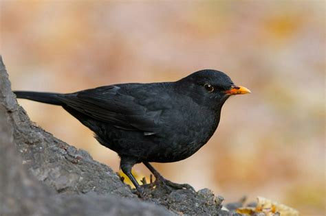 Ultimate Guide To Blackbirds Everything You Need To Know