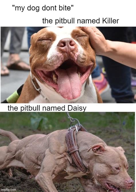 20 Pit Bull Memes For A Dose Of Canine Comedy Animals