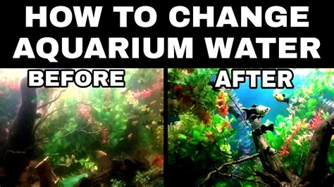 How To Change Aquarium Water Perfectly Youtube