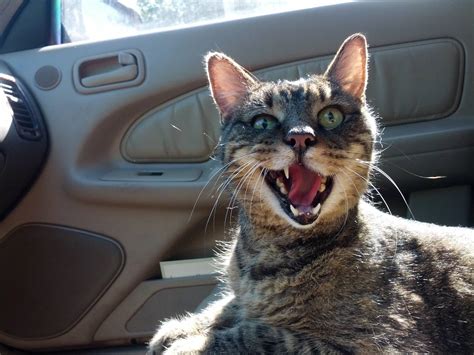 17 Ridiculously Funny Cat Photos That Remind You Why You Love Them