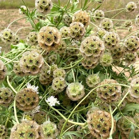 Starflower Scabiosa Co Bc Eco Seed Co Op