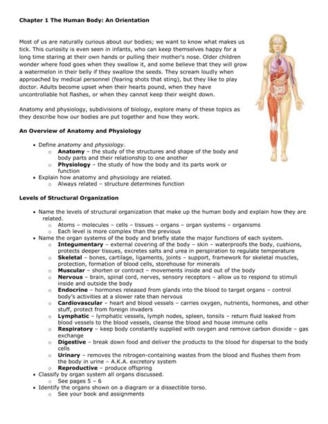 Anatomy And Physiology Chapter 1 The Human Body Worksheet Answers