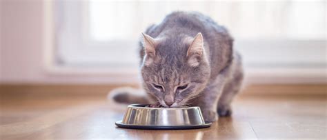 While increasing your cat's food is one way to promote weight gain, this strategy might not work when used alone. How to help your cat gain weight - ROYAL CANIN ® - Royal ...