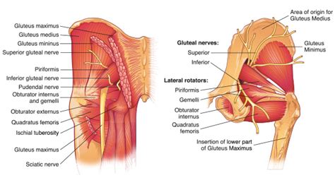 Start studying gluteus region muscles. Glute function and its activation in skiing and running