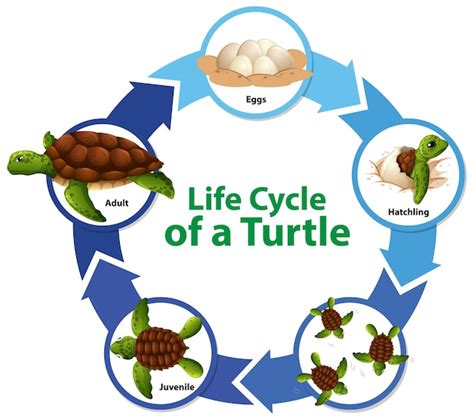 Life Cycle Of A Baby Turtle