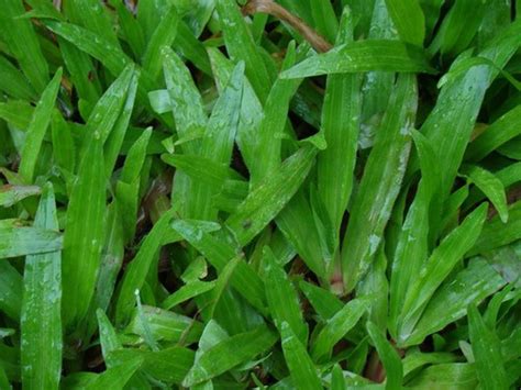 Best Ground Cover Plants For Lawn Peanut Plant And Carabao Grass