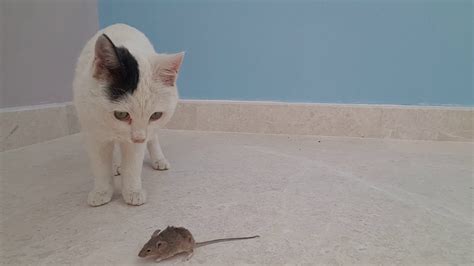 Cat and mouse game قطة تلعب على اعصاب الفأر الجزء الاول YouTube
