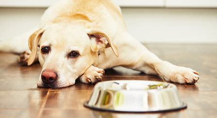 Just like humans, some dogs have sensitive stomachs. Best Dog Food for Sensitive Stomach and Diarrhea | New ...