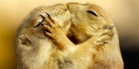 22 Adorable Animal Kisses Pictures Huffpost Uk