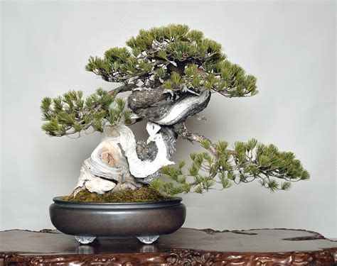 Tray cultivation) is the japanese art of growing trees, or woody plants shaped as trees, in containers. The Omiya Bonsai Art Museum, Saitama