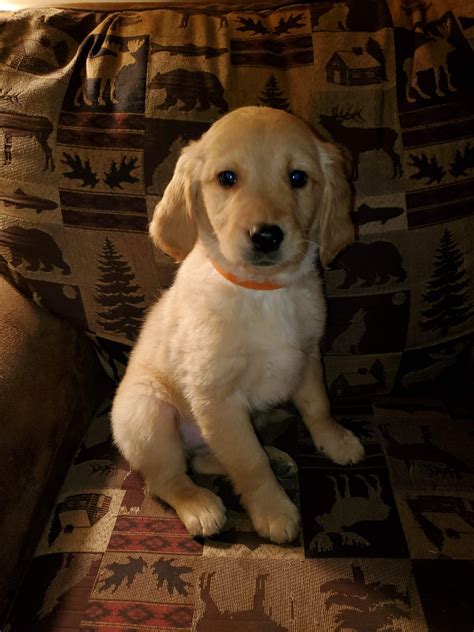 Extended family, fur babies or man's best friend. Golden Retriever Puppies For Sale | Grand Rapids, MI #314111