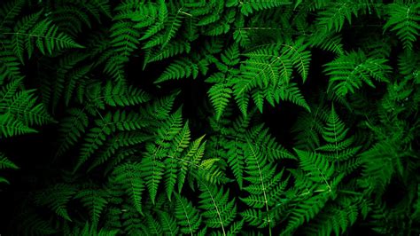 Dark Green Minimalist Plant Leaves