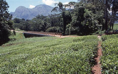 Country Road Tea Plantations Mulanje Massif Malawi Southern Africa