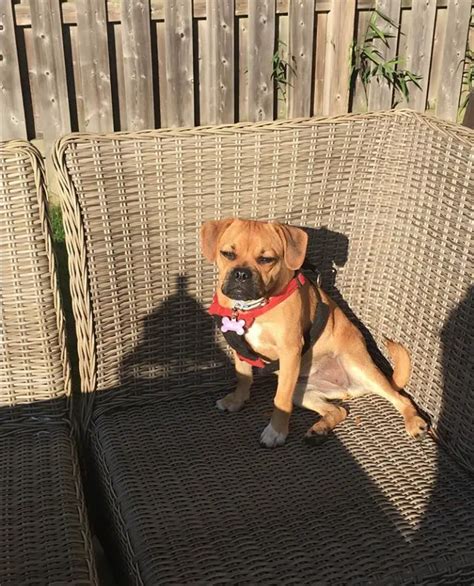 35 Beagles Mixed With Pug The Paws