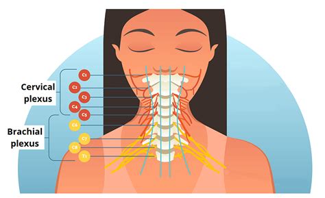 Bio Major Nerves From The Cervical And Brachial Plexus Diagram The