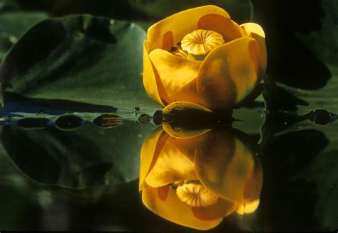 Lotus Flower Reflection Photograph By Jerry Shulman Fine Art America