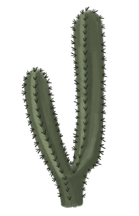 Cactus Clipart Png