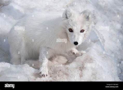 Arctic Fox Alopex Lagopus Yukon Wildlife Preserve Canada Usa Stock