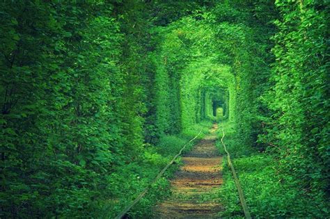 The 34 Most Beautiful Forests In The World Id Love To Walk Barefoot Through 26