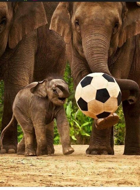 Elephants Playing Soccer With Images Elephants Playing Cute