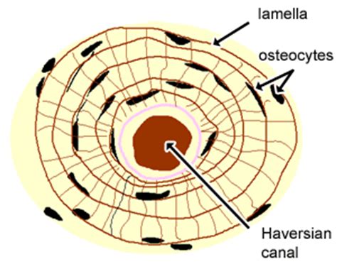 Elements, identify one lamella by using a bracket and label. Cartilage, Bone & Ossification: The Histology Guide
