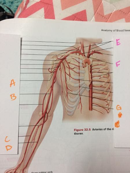 Print Anatomy Lab Practical Arteries And Veins Flashcards Easy Notecards