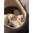 35  Kittens For Sale Near Me Free Pictures Best Kitten Food