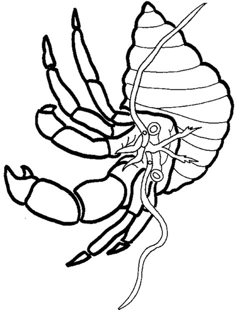 We are still trying to determine why some of the thumbnail images below are broken but the links still work. Hermit Crab coloring page - Animals Town - animals color ...