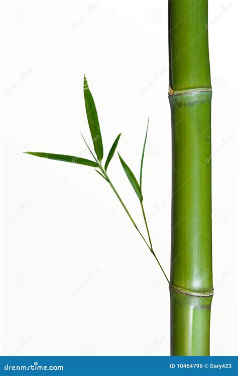 Tige En Bambou Photo Stock Image Du Isolement Branchements