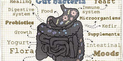 The Microbiome And Celiac Disease The Role Of Gut Bacteria Amy